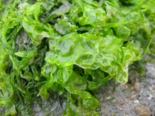 Ulva australis - Southern Sea Lettuce.png