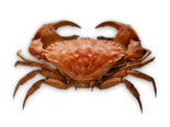 Cancer bellianus - Toothed Rock Crab.png