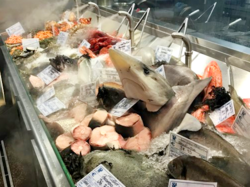 Portuguese Seafood -（Tubarão）Shark.png
