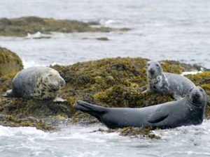 Superfamily Phocoidea - Pinnipeds.png