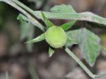 Wild Tomato - Solanum chmielewskii.png