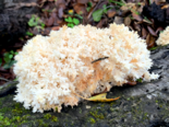 Hericium coralloides - Coral Tooth Fungus.png