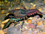 Procambarus virginalis - Marbled Crayfish.png