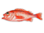 Sebastes mentella - Deepwater Redfish.png