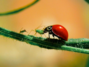 Tomato Beneficial insects.png