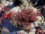 Cystoclonium purpureum - Bushy Red Weed.png