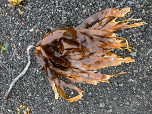 Laminaria digitata - Oarweed.png