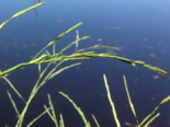 Glyceria fluitans - Floating Sweet Grass.png