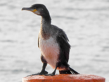 Phalacrocorax carbo - Great Cormorant.png