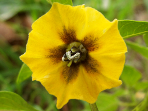 Tomatillo flowers.png