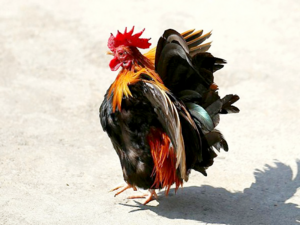 Gallus gallus domesticus -（兴义矮脚鸡）Xingyi Bantam Chicken.png