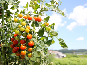 How to Grow Tomato with Open Field Cultivation.png