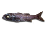 Epigonus telescopus - Black Cardinal Fish.png