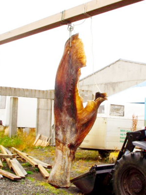 Icelandic Food Culture -（Caudal Fin）Shark Tail Dried on the Beach.png