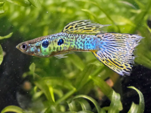 Poecilia reticulata - Guppy.png