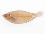 Citharus linguatula - Atlantic Spotted Flounder.png