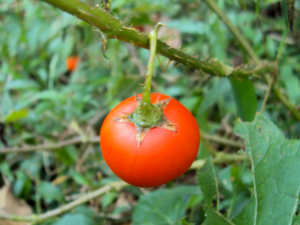 Fruit of Solanum aculeatissimum Jacq.png