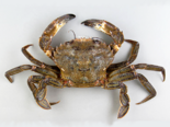 Necora puber - Velvet Crab.png