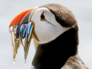 Puffin sucking a small fish.png