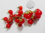 Wild Tomato - Solanum pimpinellifolium（Micro Tomato）.png