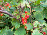 Ribes rubrum - Red Currant.png