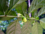 Fruits and flowers of Solanum arboreum.png