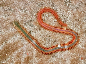 Tylorrhynchus heterochaetus - Japanese Palolo.png