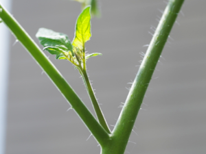 Side buds of Tomatoes.png