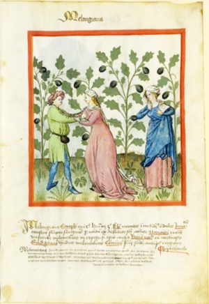 Eggplant on Tacuinum Sanitatis, late 14th century.png