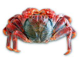 Grapsus adscensionis - East Atlantic Sally Lightfoot Crab.png