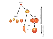 品種と改良技術
