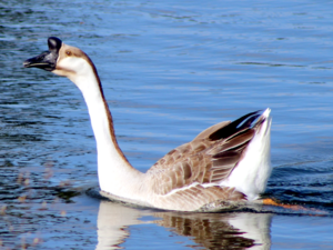 Anser cygnoides - Swan Goose.png