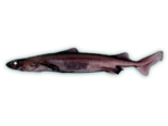Centroscymnus cryptacanthus - Shortnose Velvet Dogfish.png