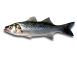 Dicentrarchus punctatus - Spotted Seabass.png