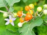 Fruit of Solanum indicum.png