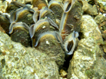 Margaritifera margaritifera - Freshwater Pearl Mussel.png