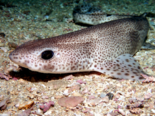 Scyliorhinus canicula - Small Spotted Catshark.png