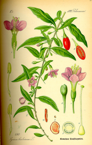 Illustration of Lycium barbarum by Otto Wilhelm Thomé in the Flora von Deutschland, Österreich und der Schweiz of 1885.png