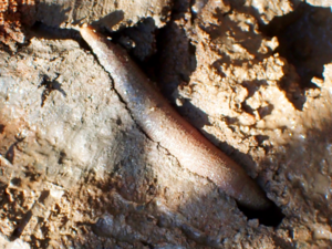 Phascolosoma esculenta - Peanut Worm.png