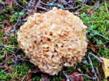 Sparassis crispa - Cauliflower Fungus.png