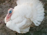 Meleagris gallopavo domesticus -（American Turkey Breeds）Beltsville White.png