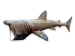 Cetorhinus maximus - Basking Shark.png