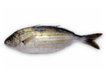Sarpa salpa - Dreamfish.png