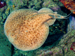 Torpedo marmorata - Marbled Electric Ray.png