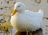 Anas platyrhynchos domesticus -（Domestic Mallard）Pekin Duck.png