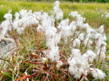 Eriophorum angustifolium - Common Cotton Grass.png
