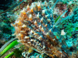 Pinna rudis - Spiny Fan Mussel.png