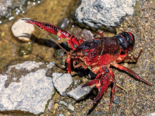 Procambarus clarkii - Red Swamp Crayfish.png