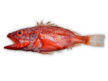 Setarches guentheri - Deepwater Scorpionfish.png