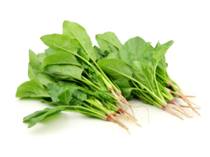Spinacia oleracea - Spinach.png